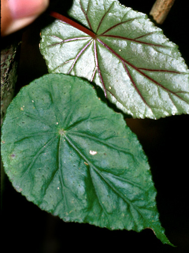 B. sodiroi